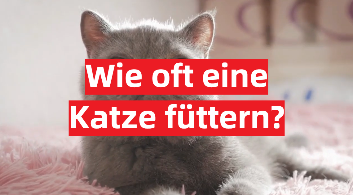 Wie Oft Muss Eine Katze Gefüttert Werden catwiki.de